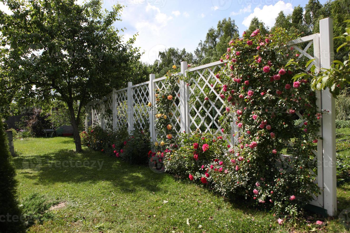 en vit ros, röd i parken, stora buskar av vackra rosor. foto