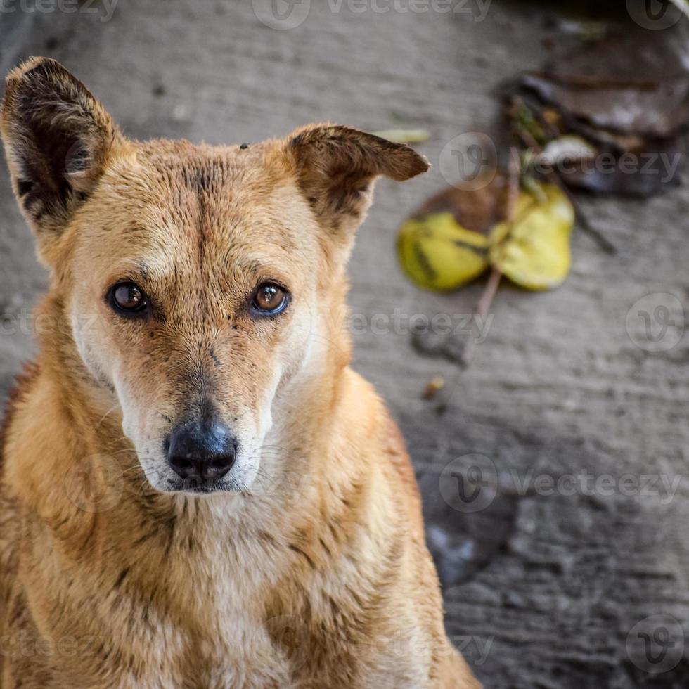 gatuhund letar efter fantastisk mat, hund i gamla delhi område chandni chowk i new delhi, indien, delhi gatufotografering foto