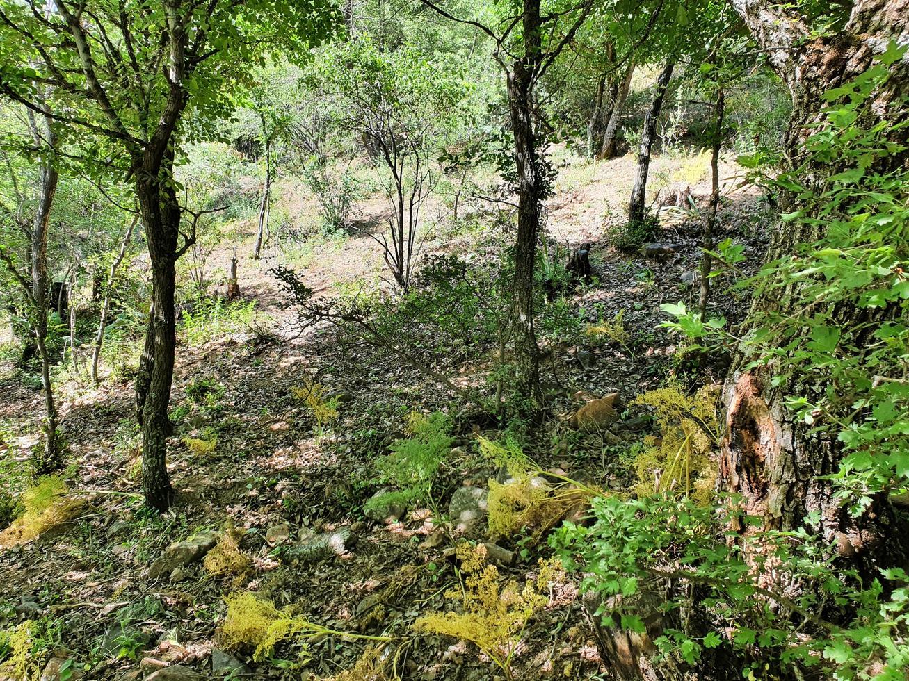 naturskön utsikt över bergen. uzbekistan foto