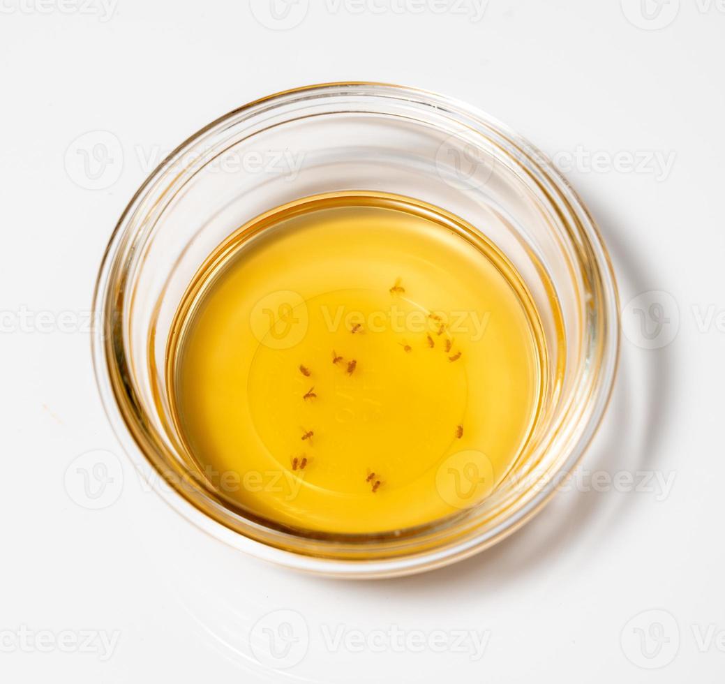 fruktflugor samlade i en glasskål med vin eller cidervinäger och tvål foto