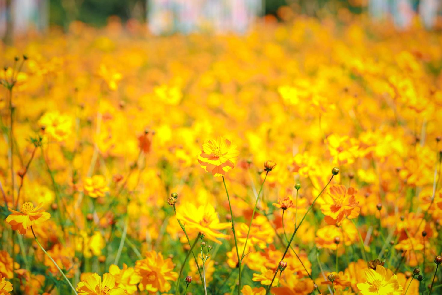 orange och gul kosmos blomma blommande kosmos blomma fält, vackra levande naturliga sommarträdgård utomhus parkbild. foto