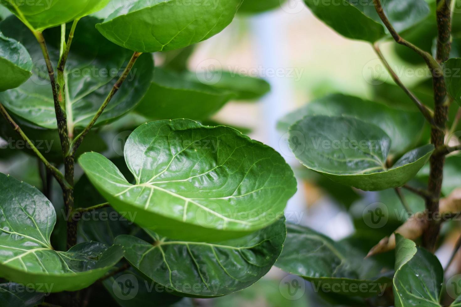 sköld aralia eller mattallrik aralia växt. hem växt dekoration koncept foto