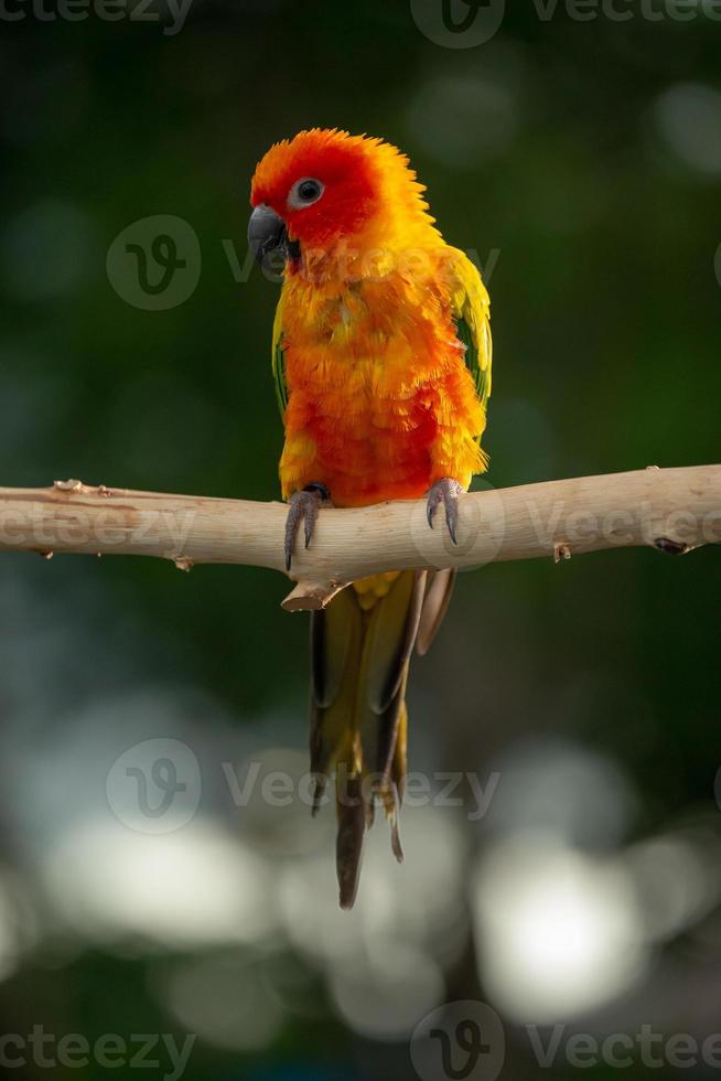 sun conure papegoja som sitter på grenen i thailand. foto