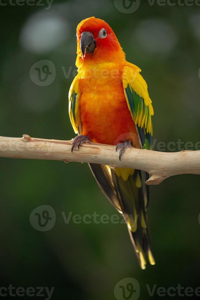 sun conure papegoja som sitter på grenen i thailand. foto