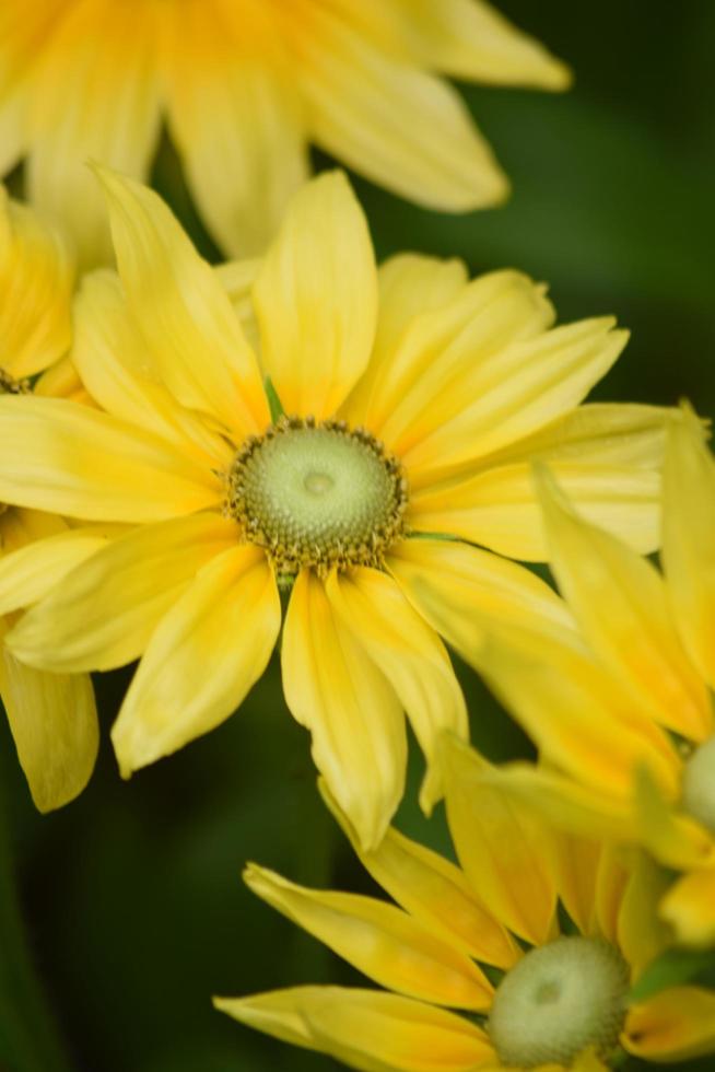 blommor och natur, uk trädgård foto