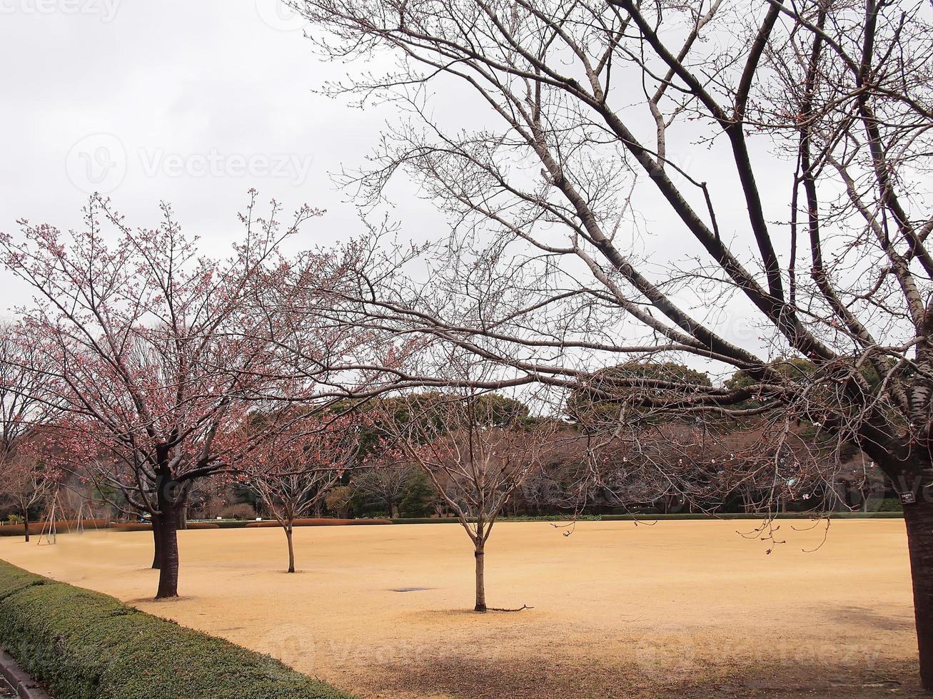 rosa körsbärsblommor på våren på tomten till Tokyos kejserliga palats foto