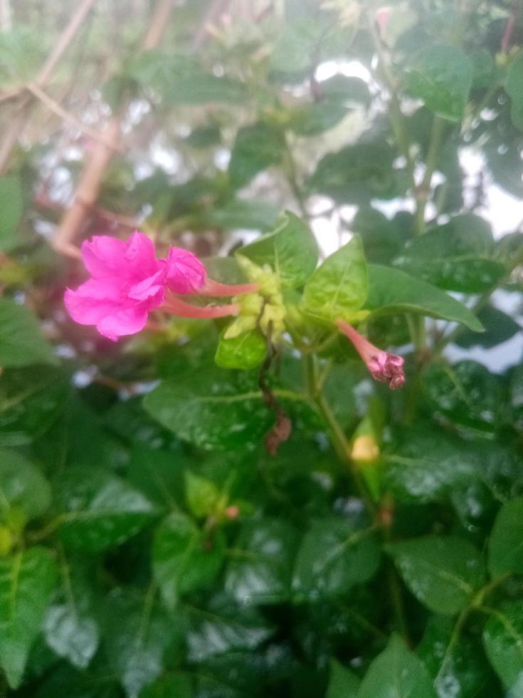 marvel-of-peru, vacker blomma, tapeter, vacker natur, fin blomma foto