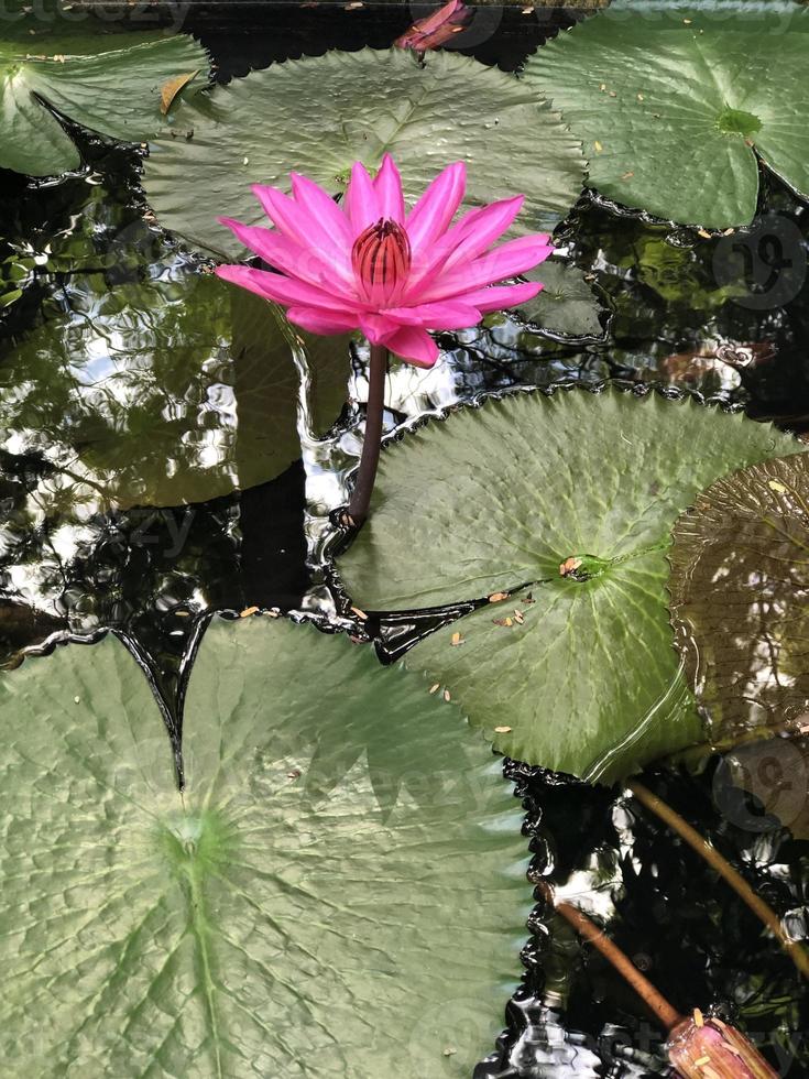 lotusblomma som blommar på morgonen foto