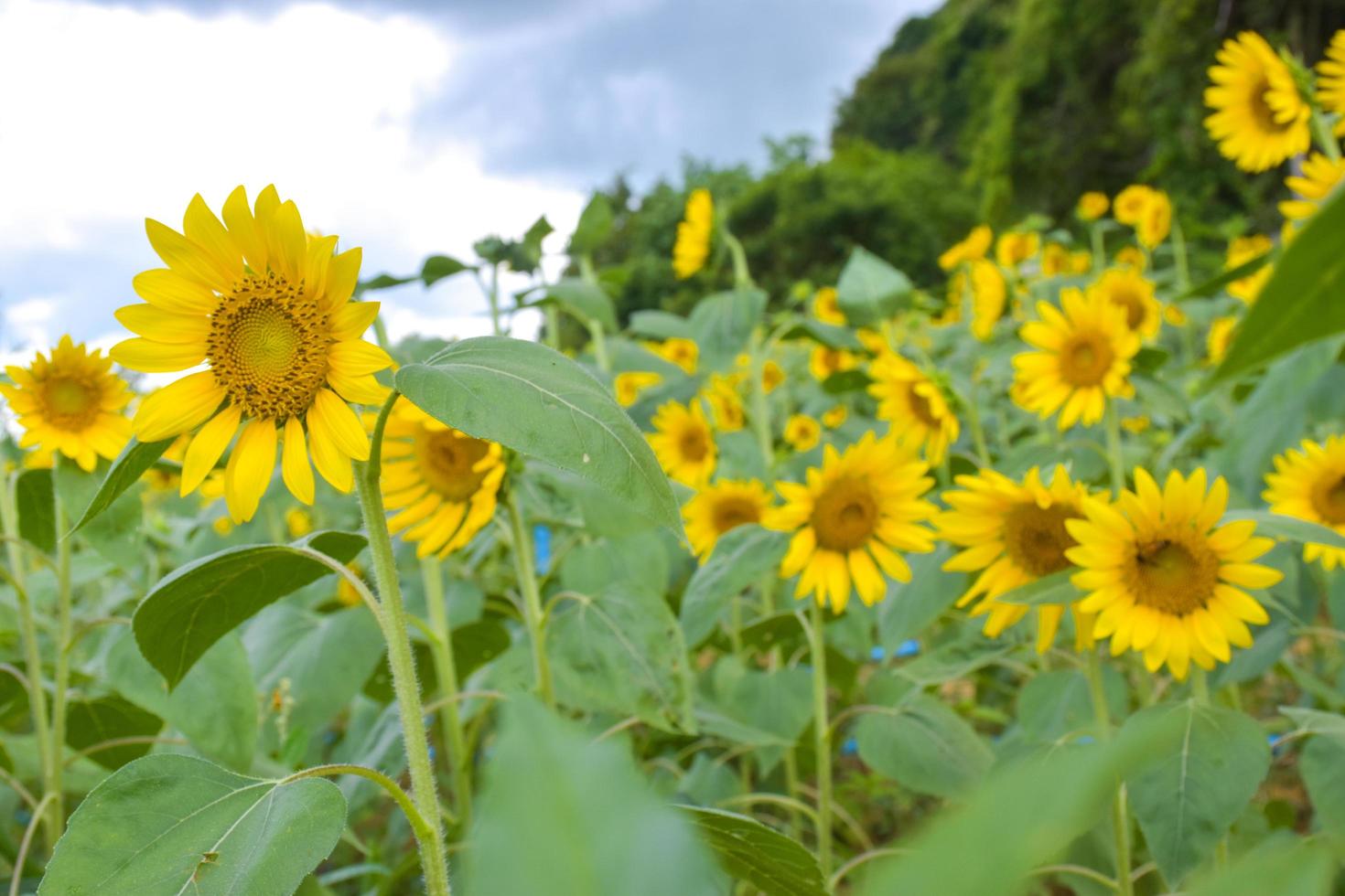 vackra gula solrosfält i södra thailand parker. foto