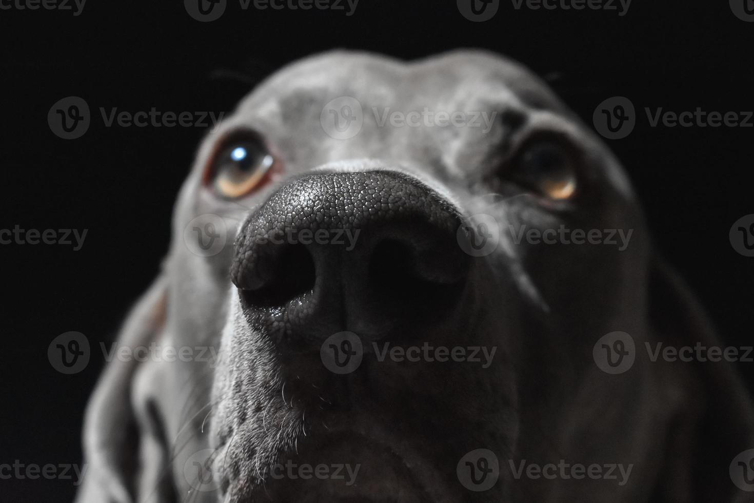 weimaraner hundansikte foto