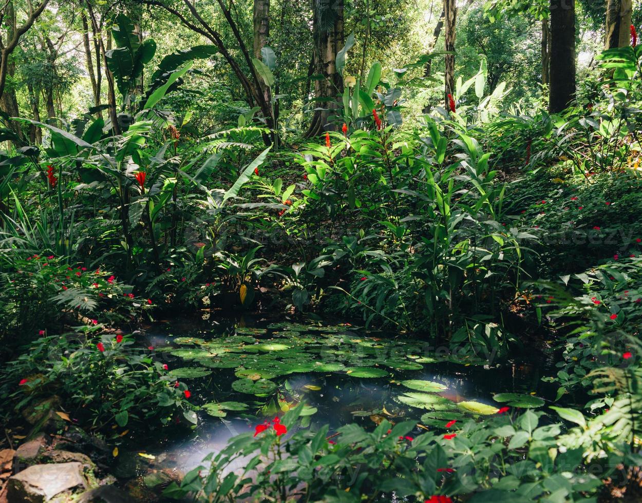 näckrosor, nymphaeaceae, i tropisk regnskog foto