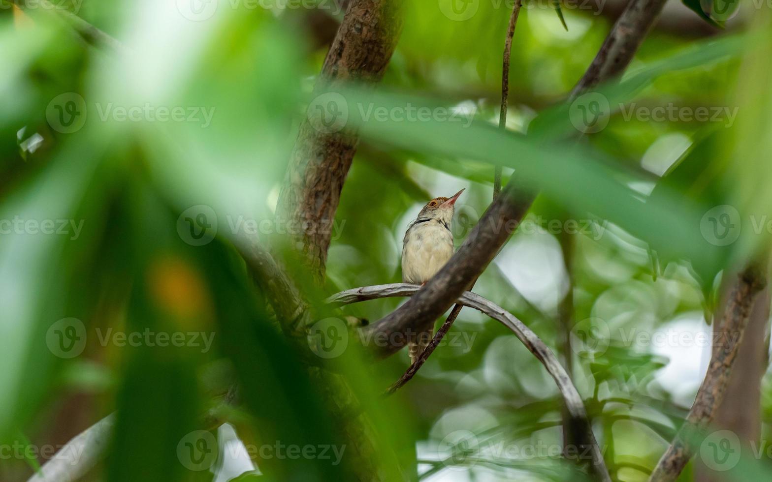 vanlig skräddarfågel uppflugen på träd foto