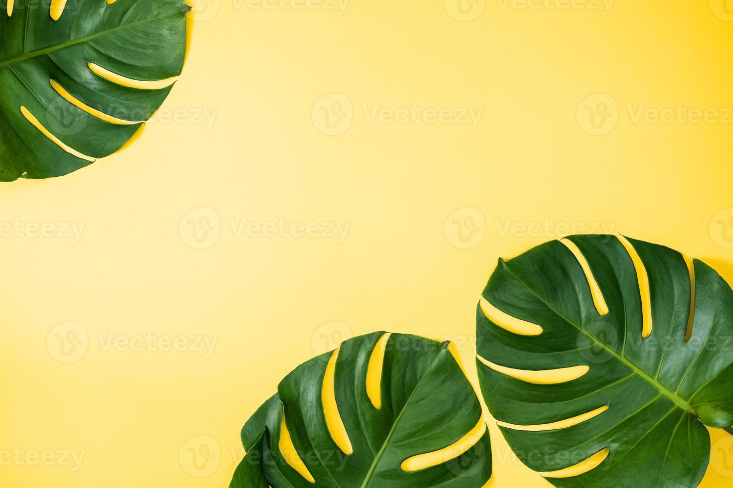 skön tropisk handflatan monstera löv gren isolerat på ljus gul bakgrund, topp se, platt lägga, över huvudet ovan sommar skönhet tom design begrepp. foto