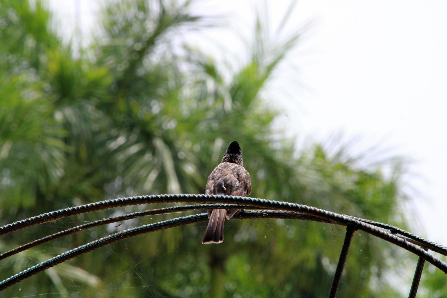 röd ventilerat bulbul fågel. foto