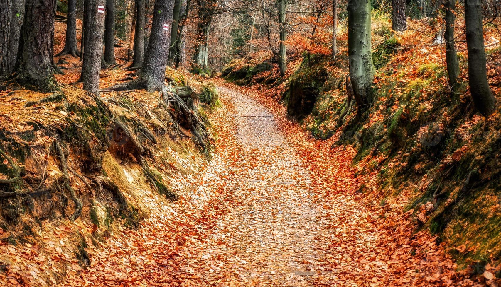 färgrik höst löv från träd i de lövfällande skog foto