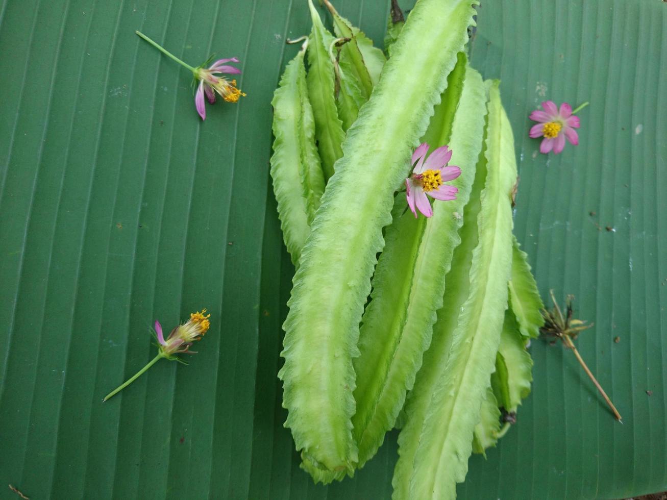 bevingad böna eller psophocarpus tetragonolobus, också känd som goga böna, är en tropisk grönsak foto