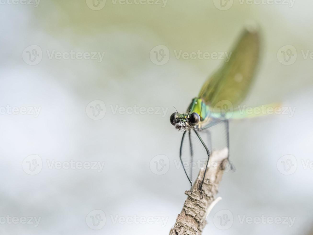 öga trollslända stänga upp makro foto