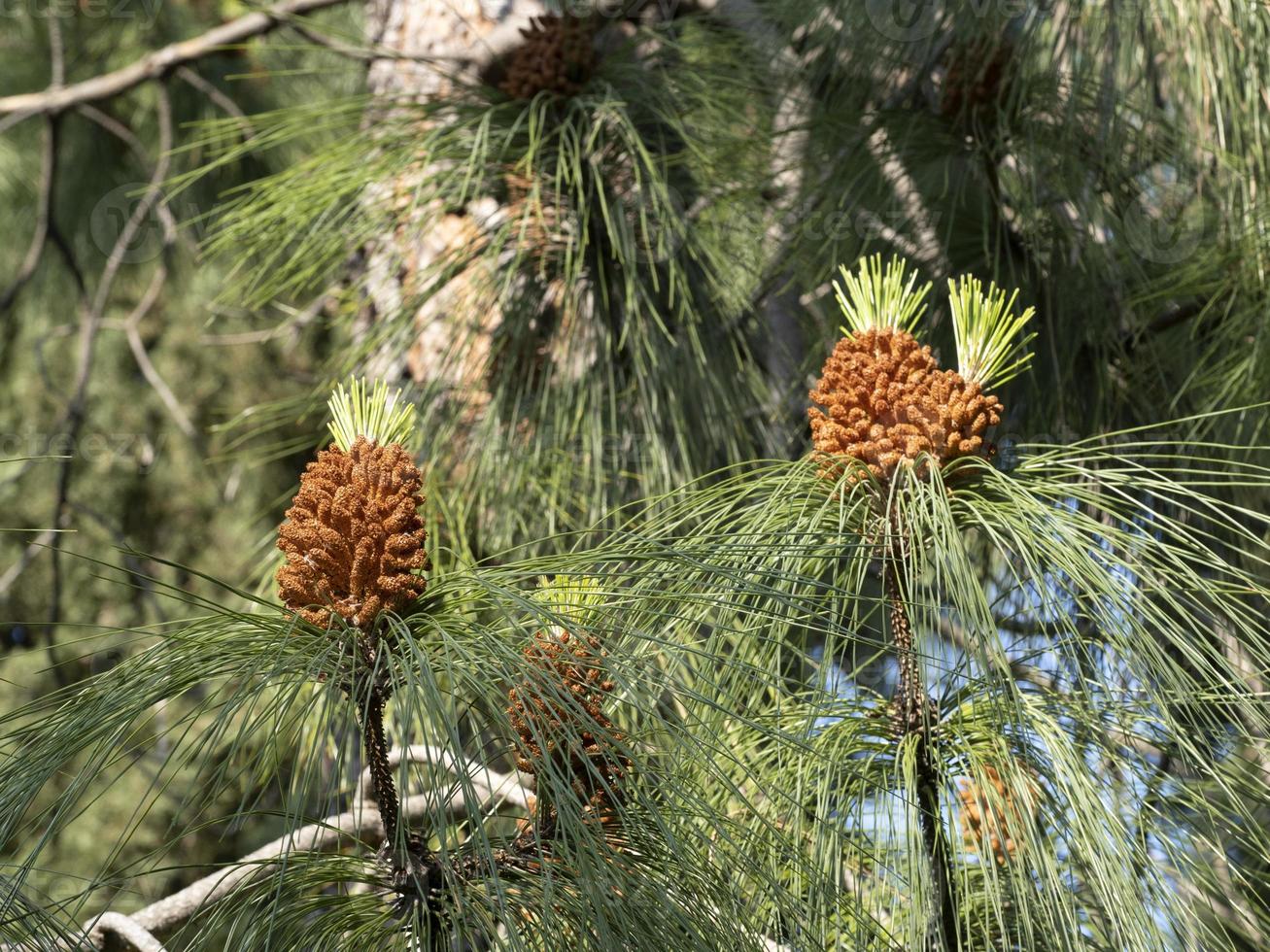 pinus canaeriensis kanariefågel öar tall träd blomma foto