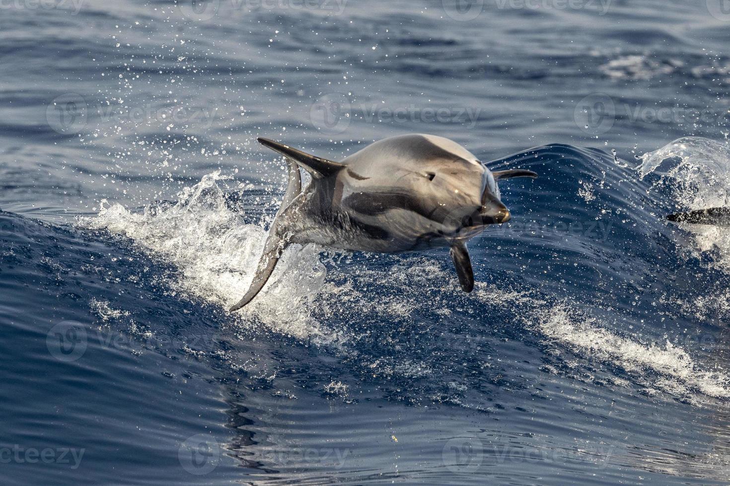 randig delfin medan Hoppar i de djup blå hav foto