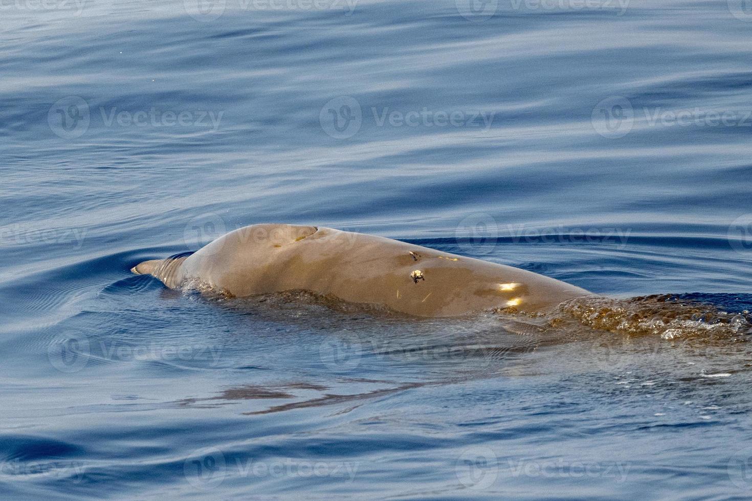 sällsynt cuvier gås näbbade val delfin ziphius cavirostris foto