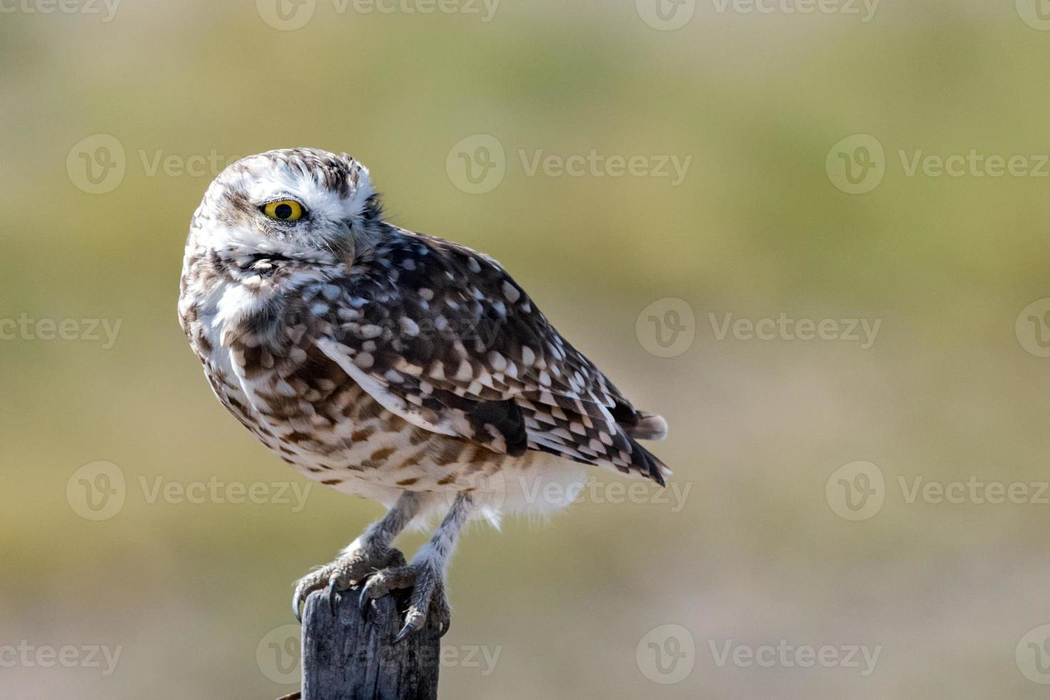 patagonien Uggla sibetkatt stänga upp foto