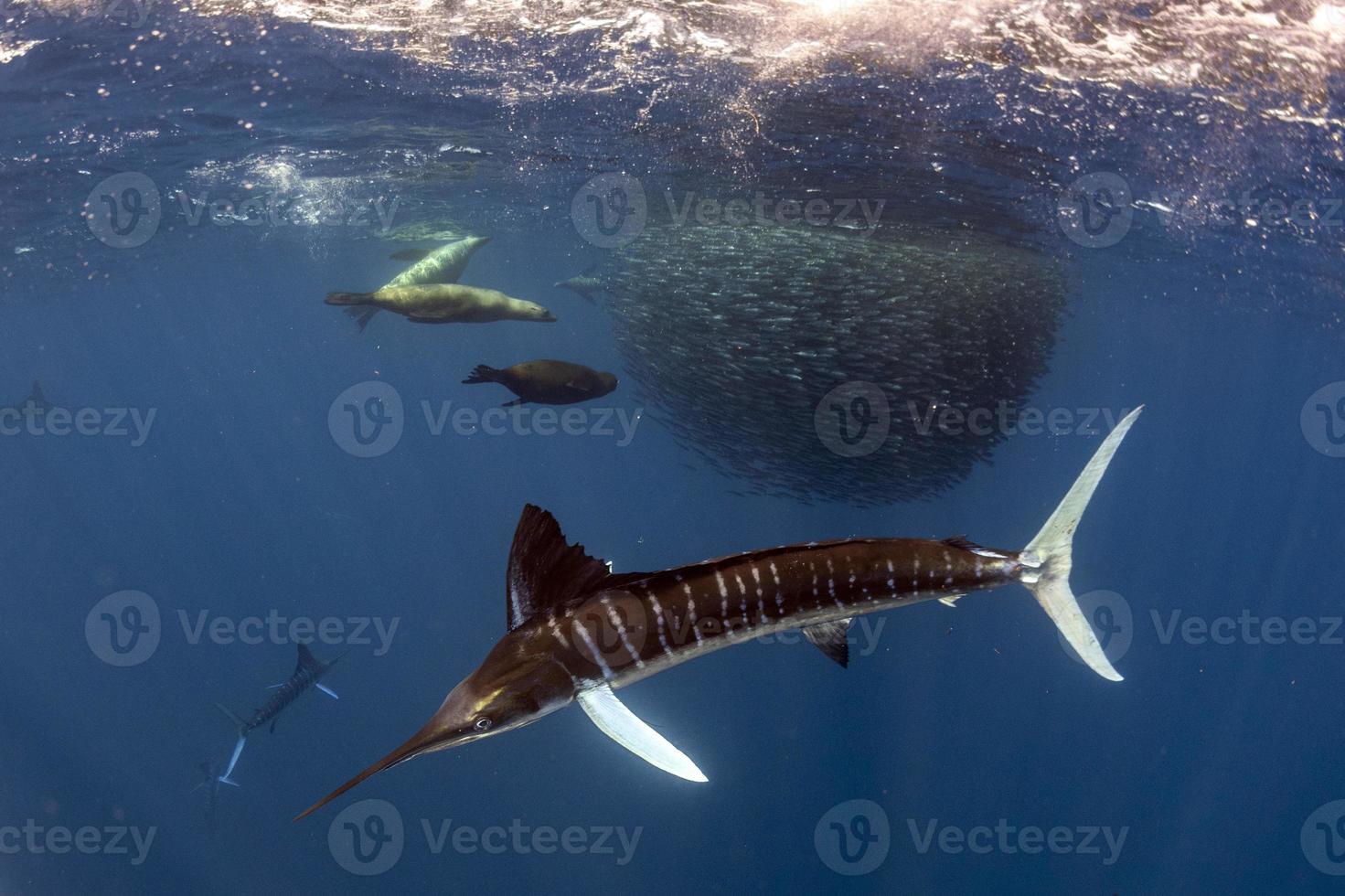 randig Svärdfisk och hav lejon jakt i sardin bete boll i pacific hav foto