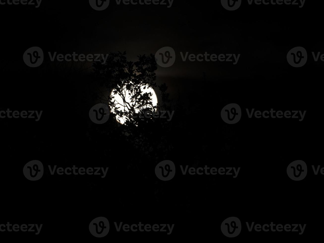full måne på svart träd grenar foto