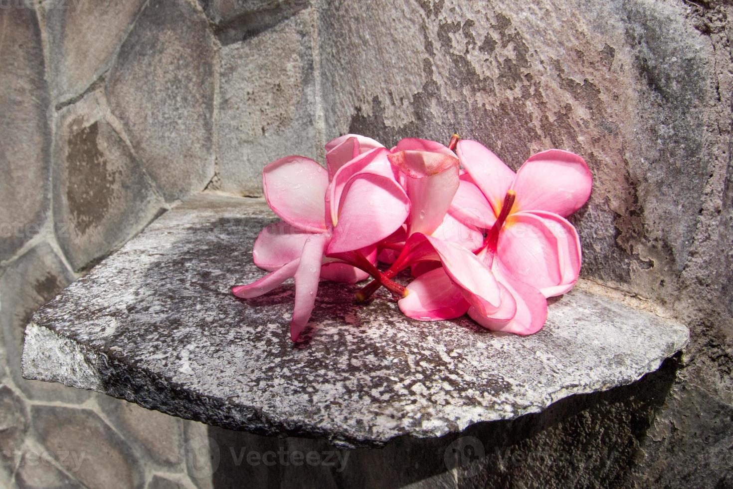 spa blommor kronblad stänga upp detalj isolerat foto