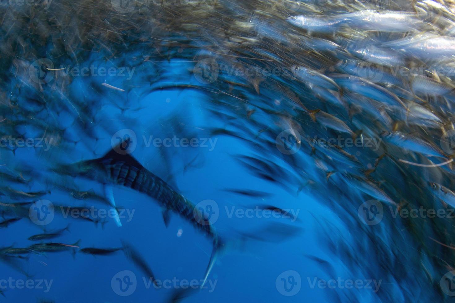 randig Svärdfisk jakt i sardin bete boll i pacific hav foto