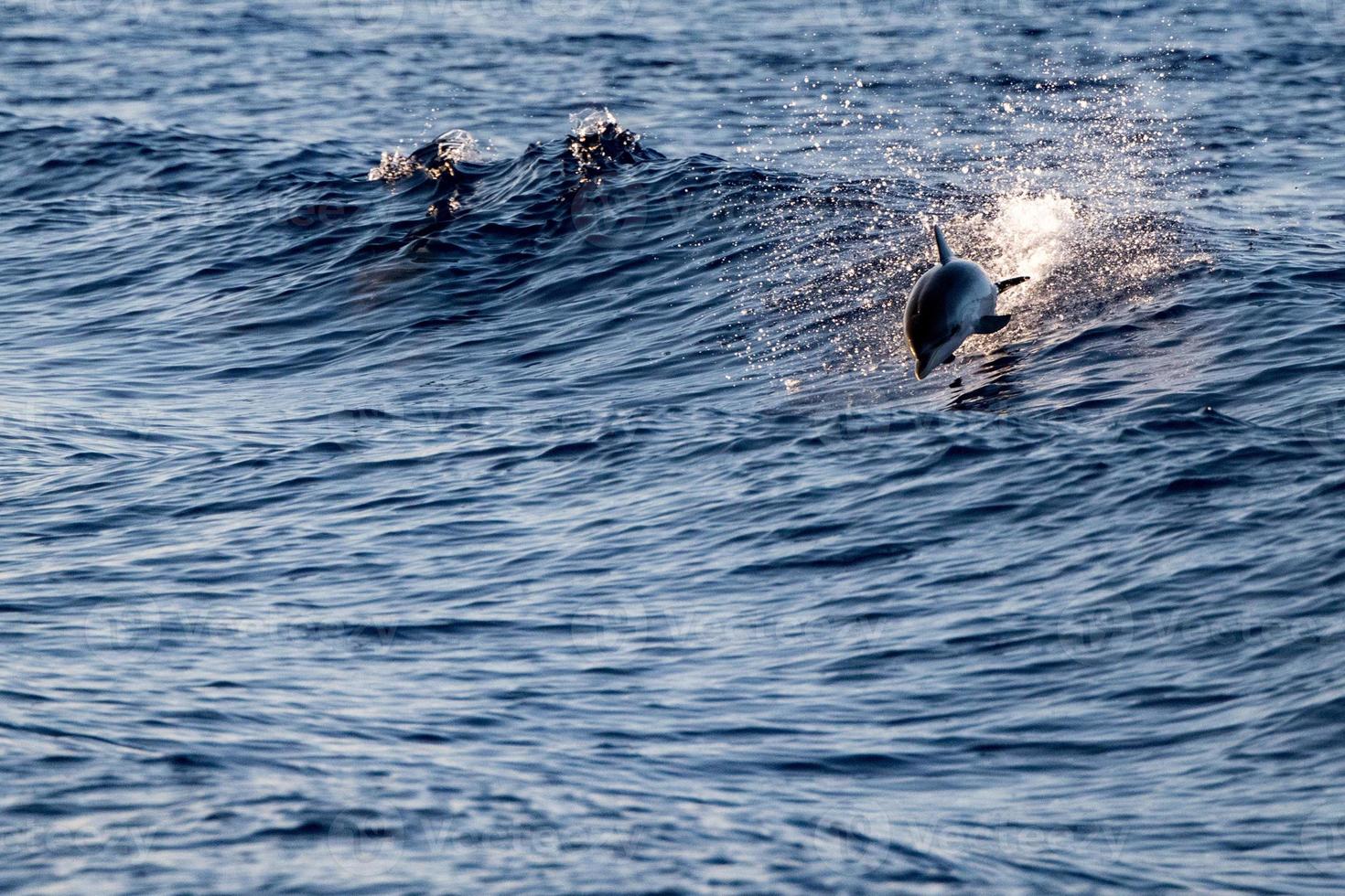 delfin medan Hoppar i de hav på solnedgång foto