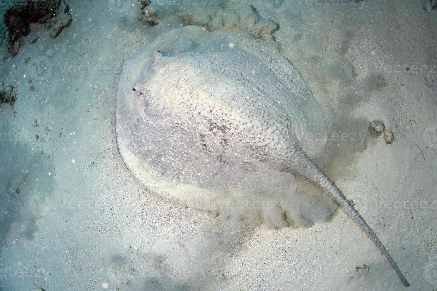 jätte svartpalsternacka stingrocka fisk dölja i de sand foto