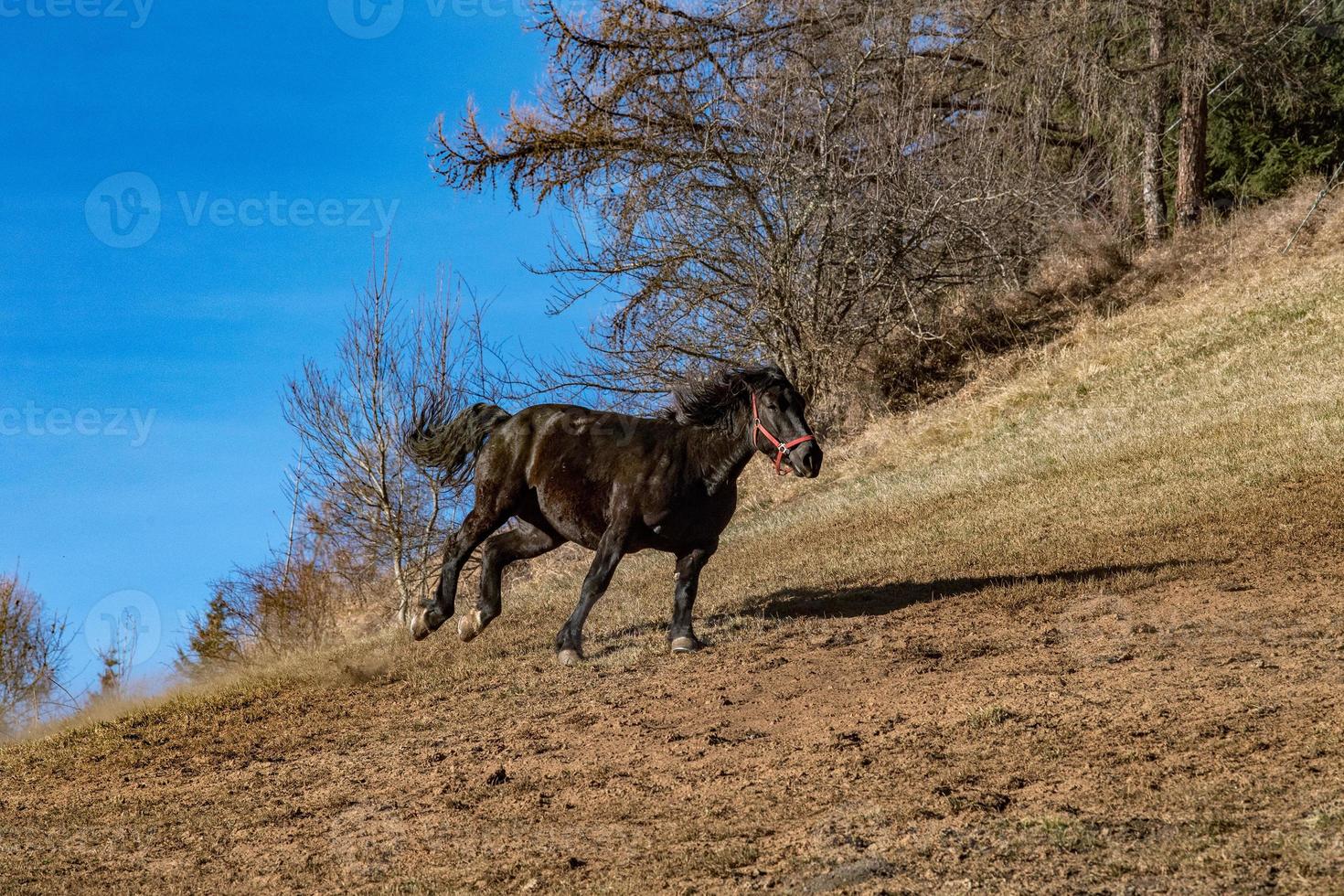 Lycklig häst löpning och sparkar foto