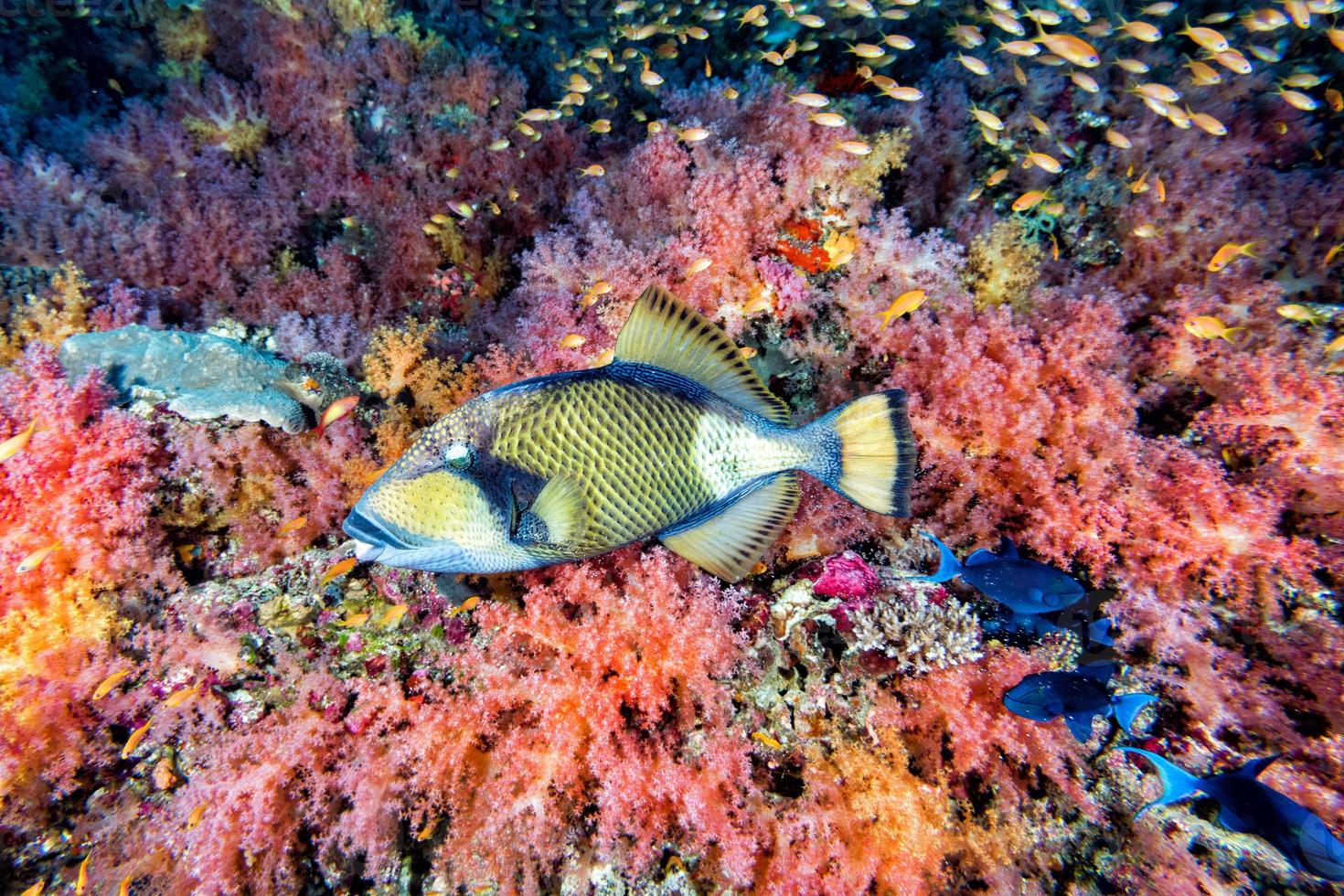 titan avtryckare fisk i maldiverna foto