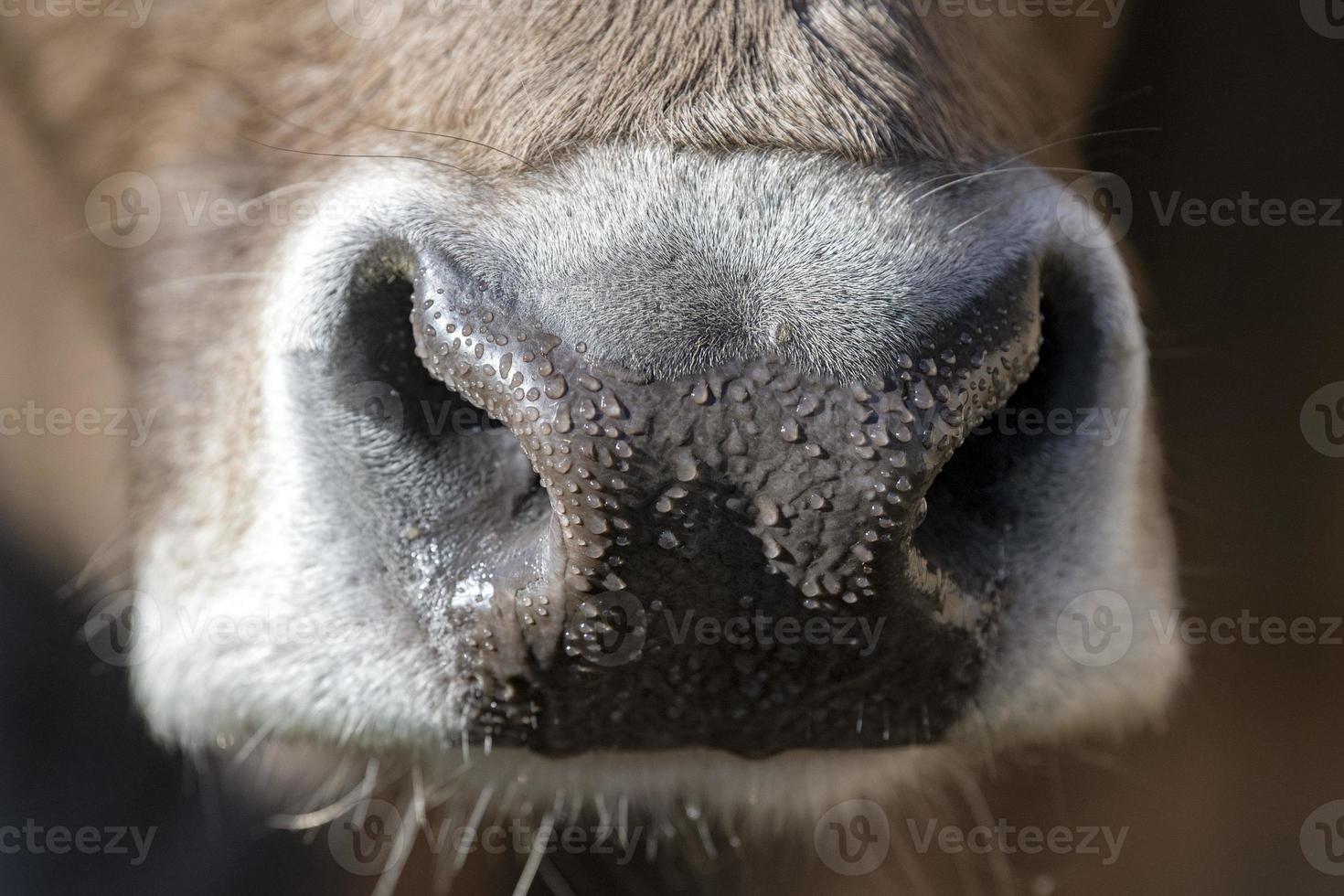 ko våt näsa stänga upp detalj foto