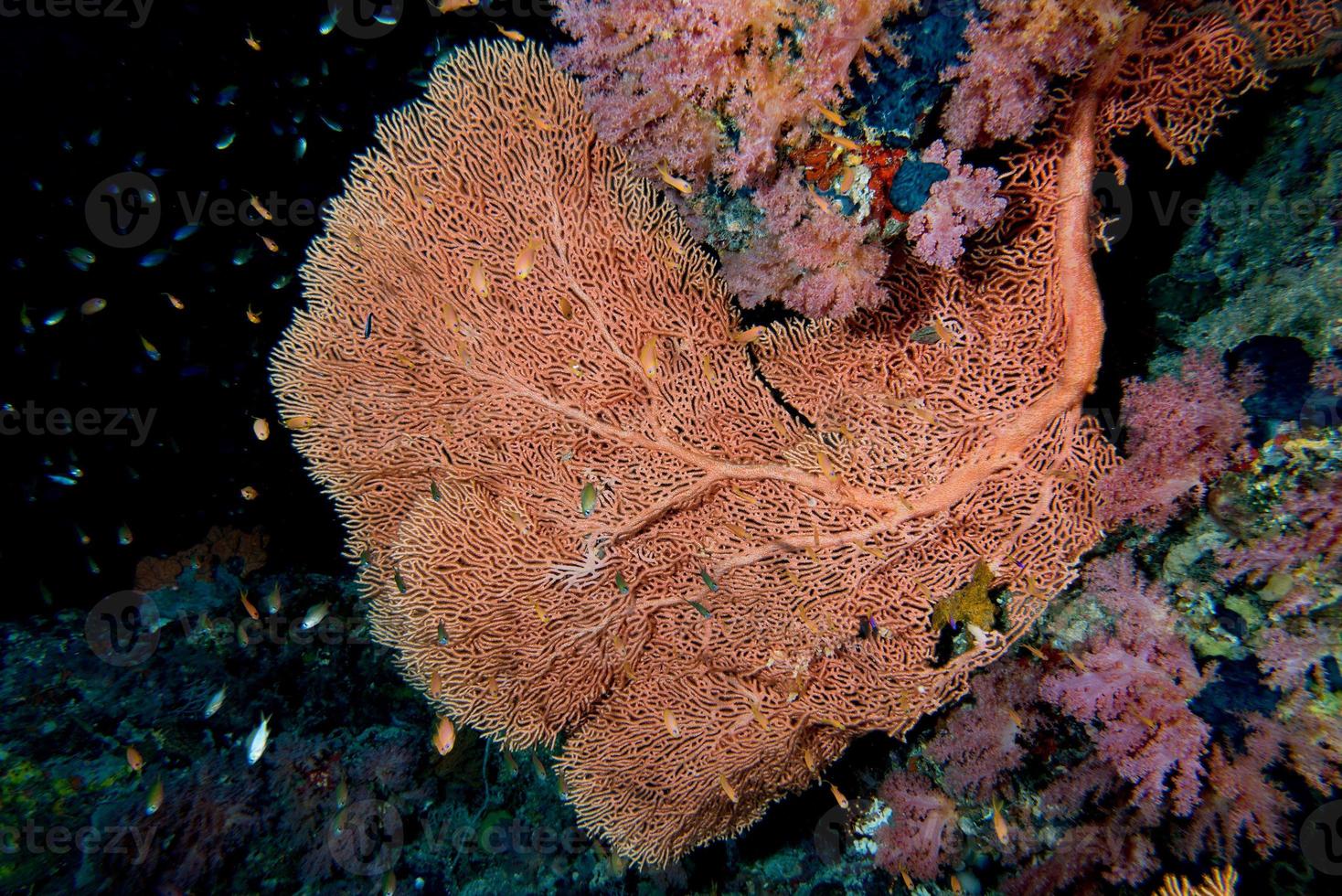 gorgonia mjuk korall i de svart bakgrund foto