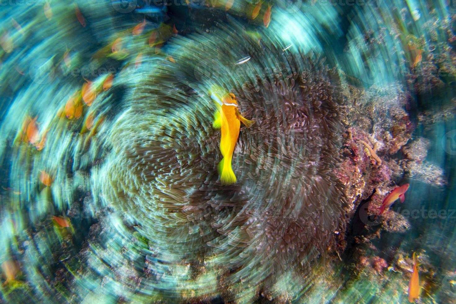 vrida flytta effekt clown fisk inuti röd anemon i malduve foto