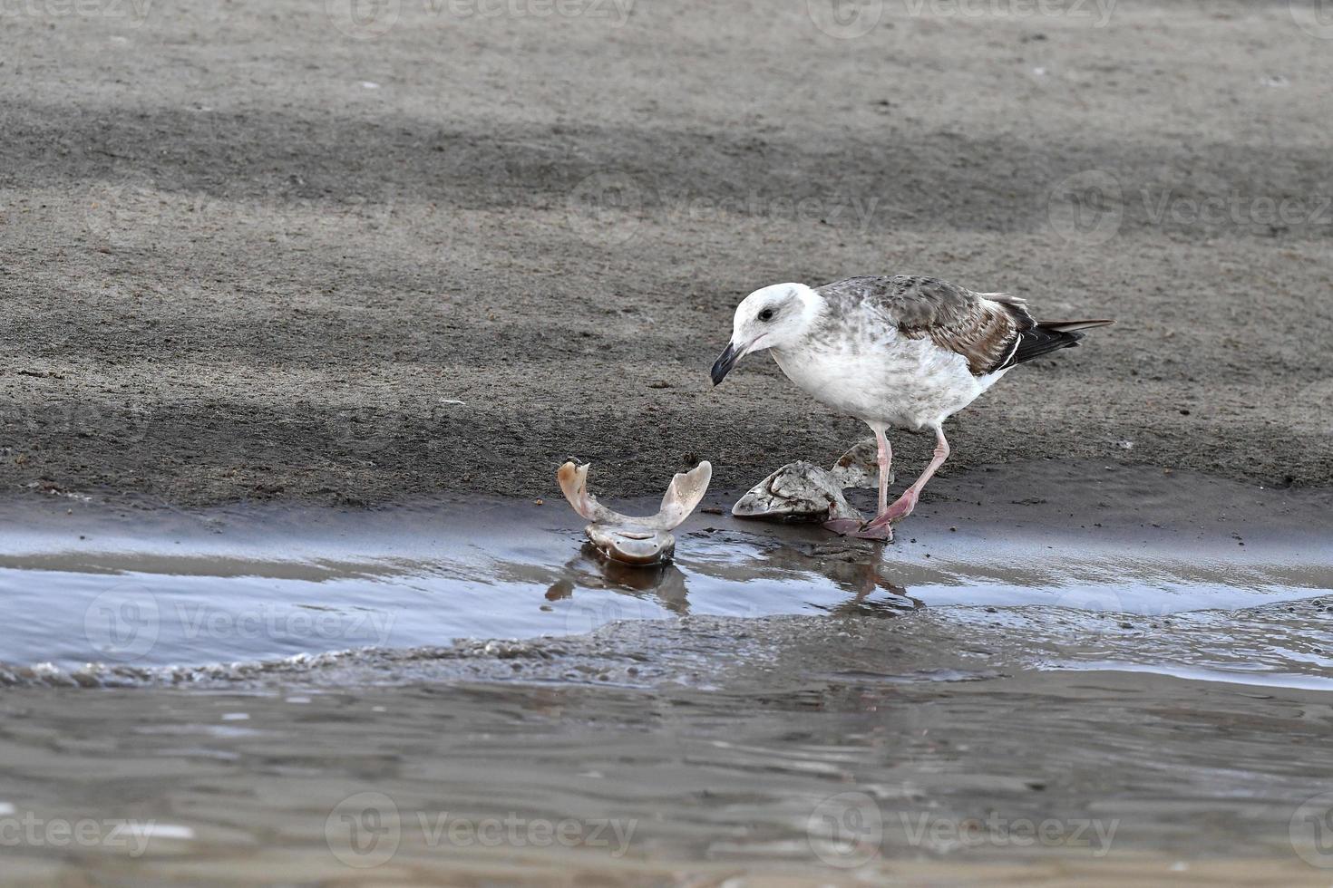 många haj huvuden på de strand efter finning foto