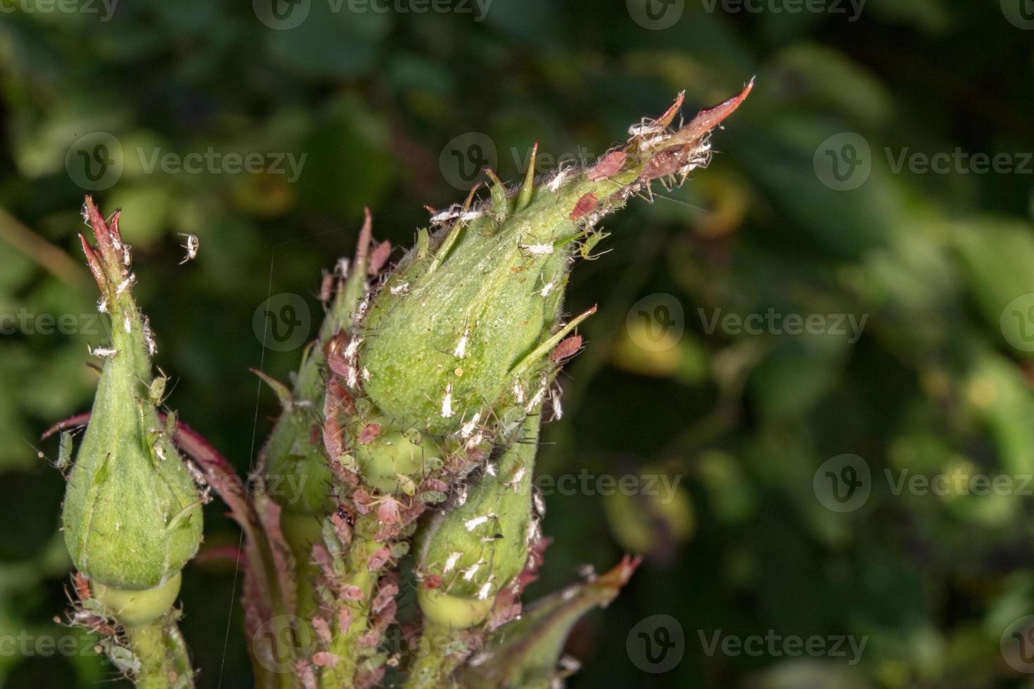 bladlöss på grön blad bakgrund stänga upp detalj foto