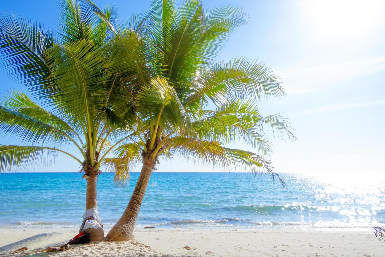 handflatan träd på de tropisk strand, med en skön hav se på blå himmel natur bakgrund foto
