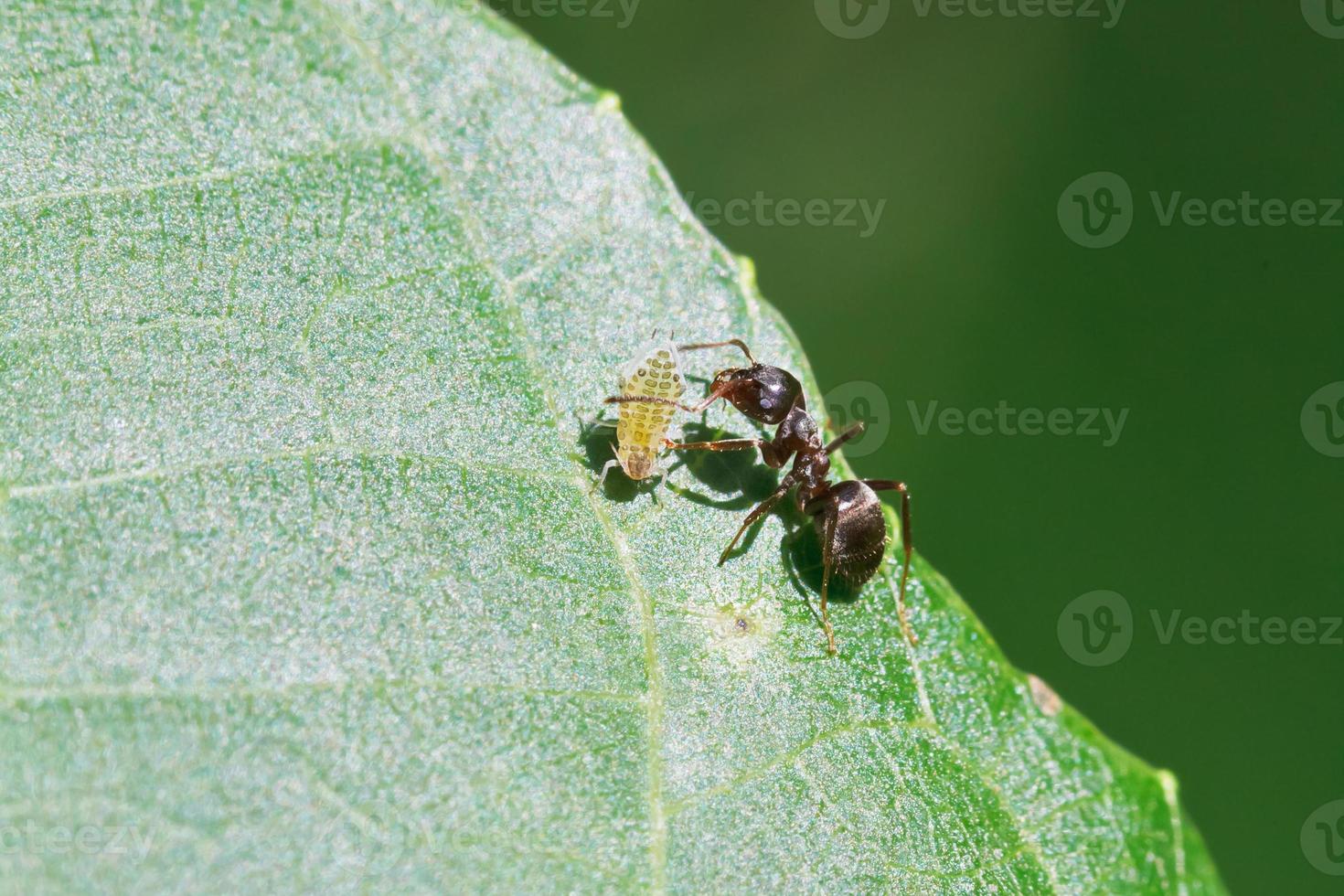 myra betning ett bladlus på blad av valnöt träd foto