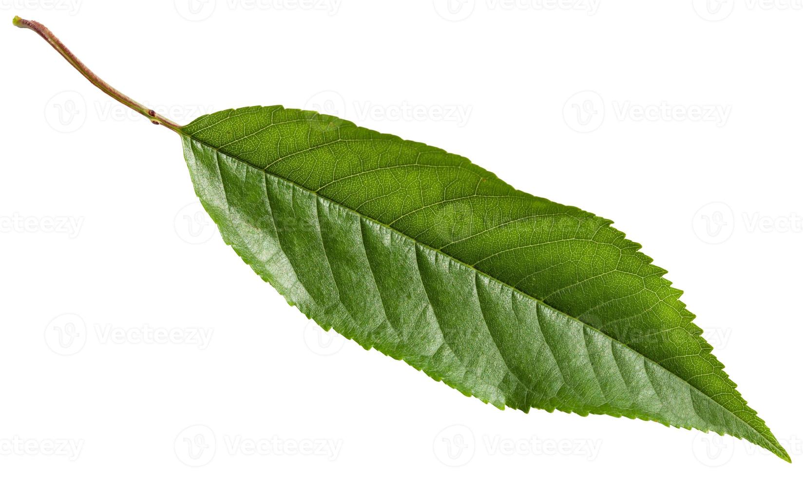 grön blad av vild körsbär träd isolerat foto