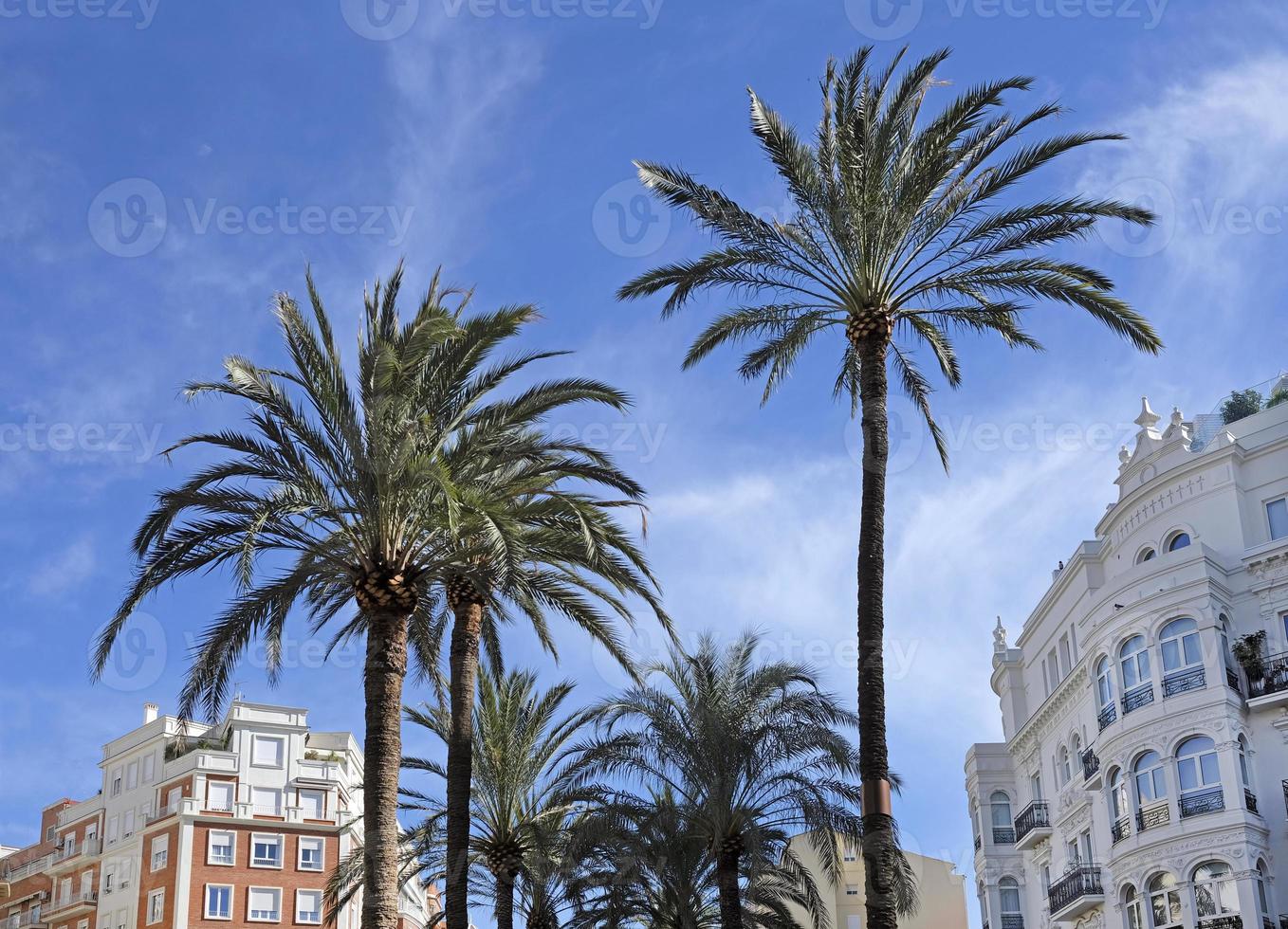 handflatan träd i de mitten av Valencia, Spanien foto