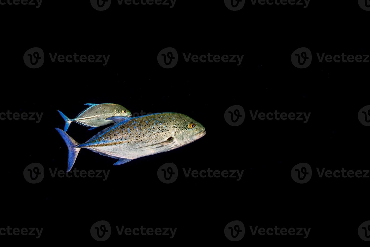 jätte trevally tonfisk caranx fisk foto