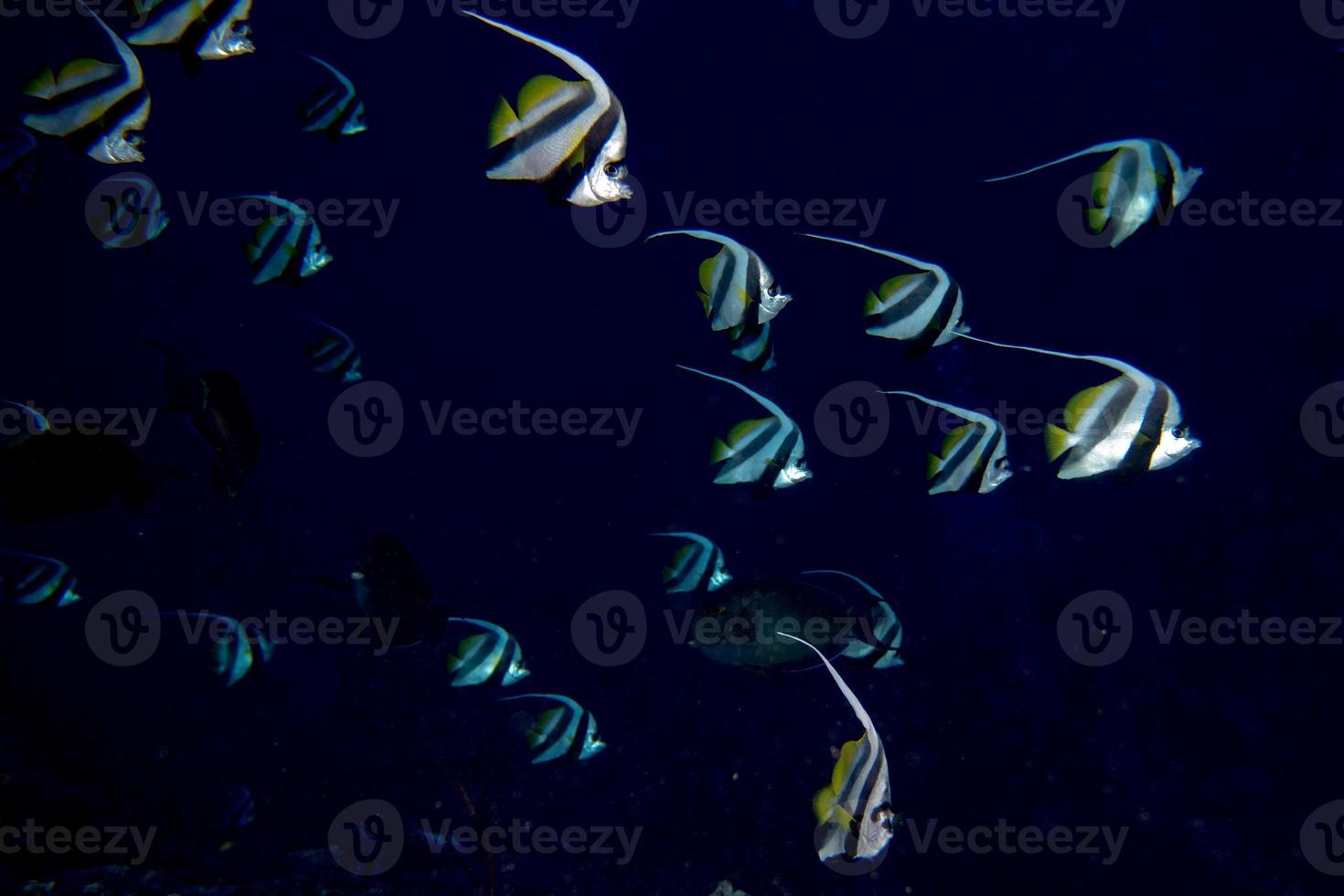 ängel fisk i de blå hav foto