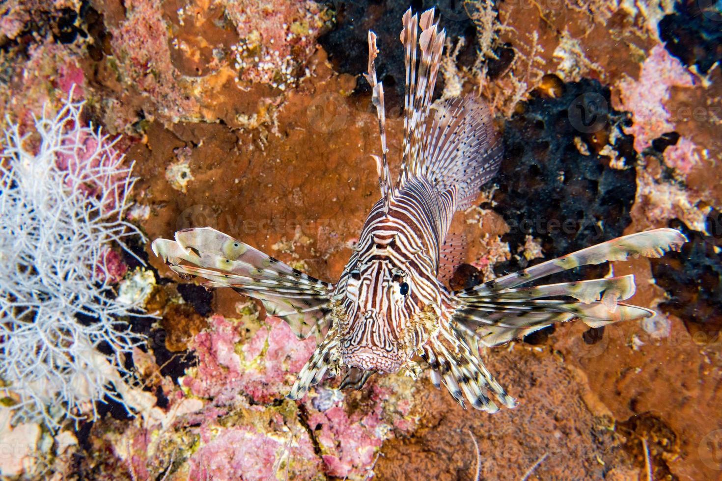 scorpion lejon fisk porträtt medan dykning indonesien foto