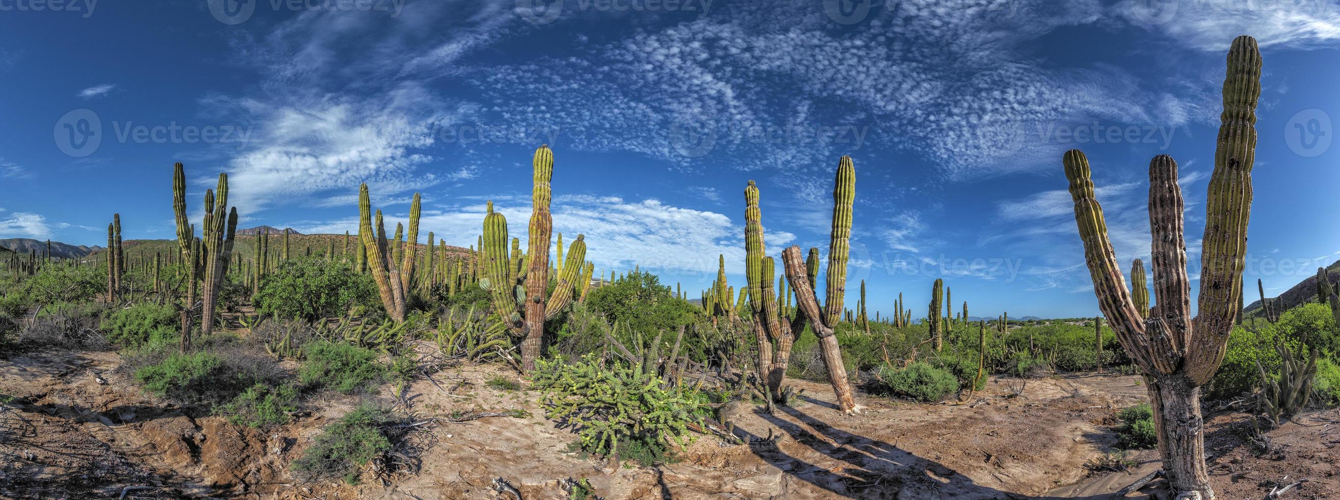baja kalifornien sur jätte kaktus i öken- foto