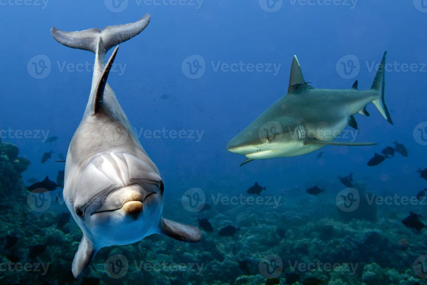 grå haj och delfin under vattnet foto