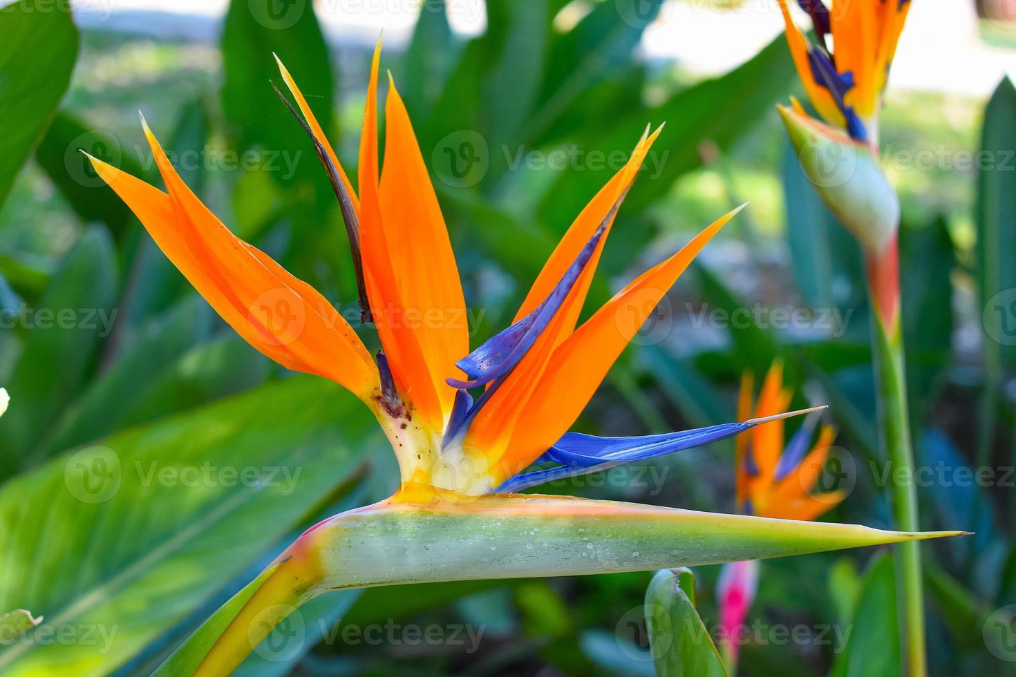 strelitzia fågel av paradis blomma foto