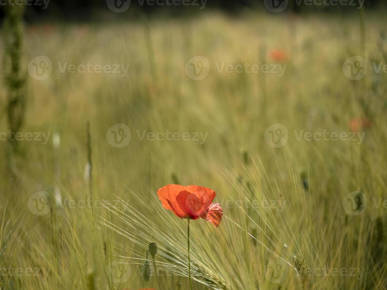 röd vallmoblomma på nära håll foto