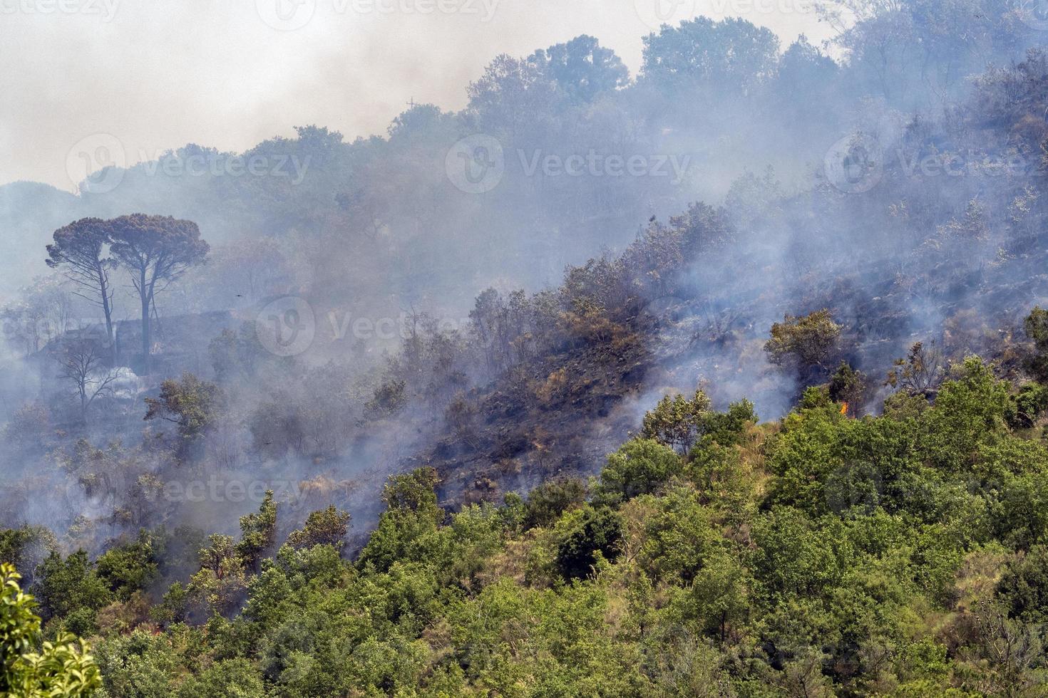 skog och buske brand i sicilien foto